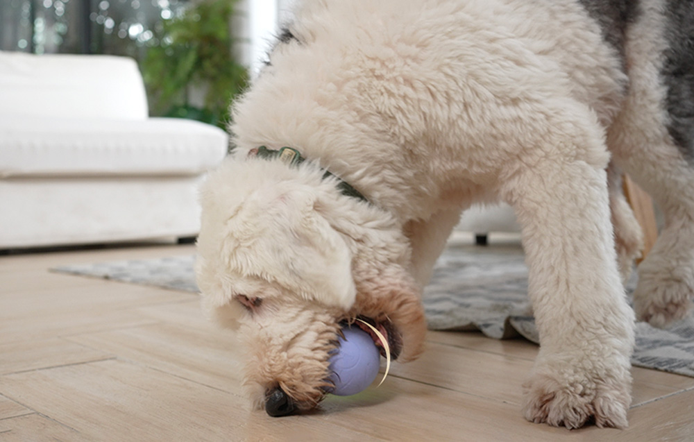 Interaktywna piłka dla zwierząt Cheerble Ball PE (Fiolet)