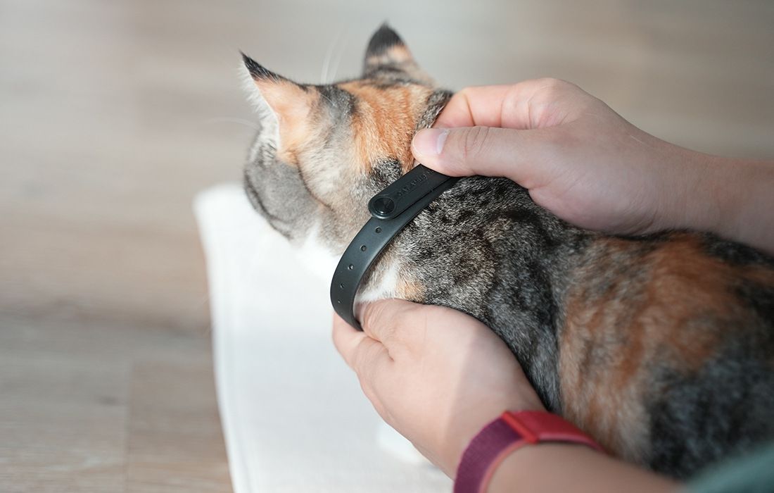 Obroża z laserem dla kota Cheerble KiTiDOT