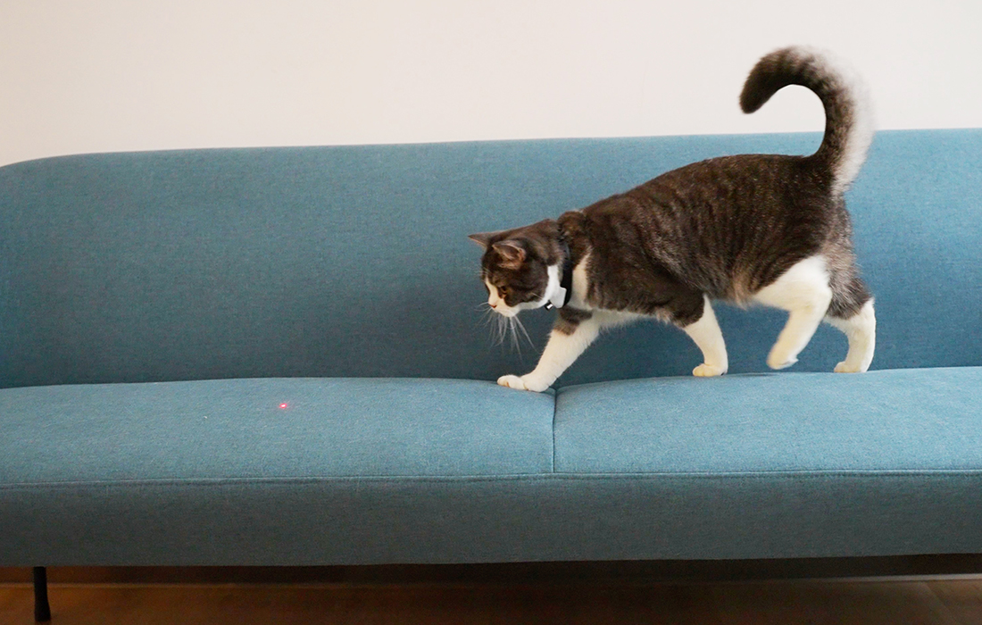 Obroża z laserem dla kota Cheerble KiTiDOT