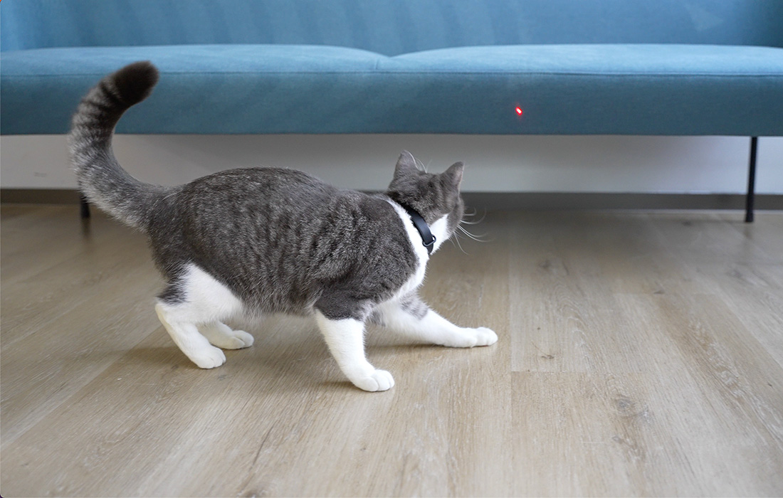 Obroża z laserem dla kota Cheerble KiTiDOT