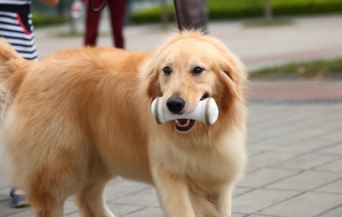 Interaktywna zabawka dla psów Cheerble Wickedbone